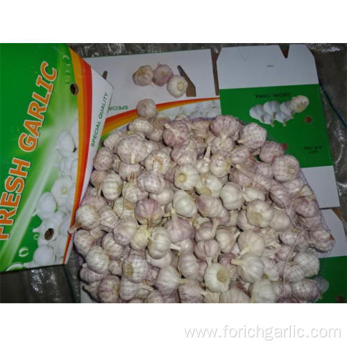 Buy Normal White Garlic 2019